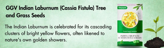 Indian Laburnum
