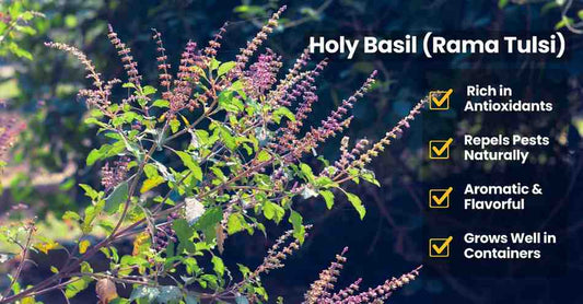 Holy Basil (Rama Tulsi)