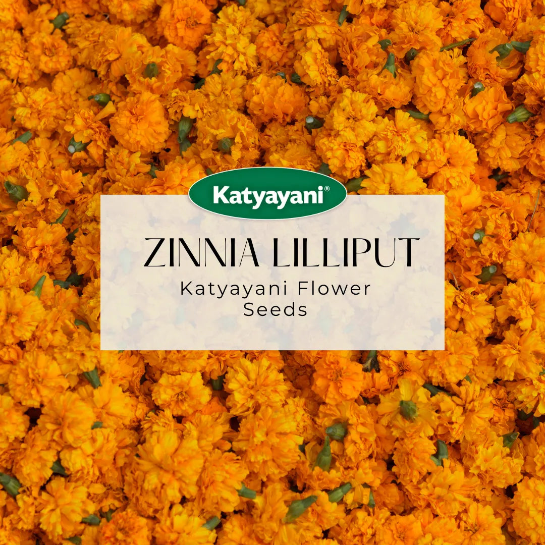 GGV Zinnia Lilliput Mix Flowering Seeds