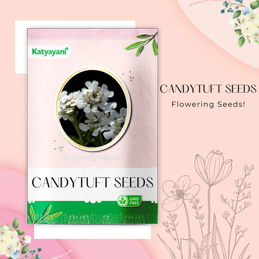 GGV Candytuft Flowering Seeds