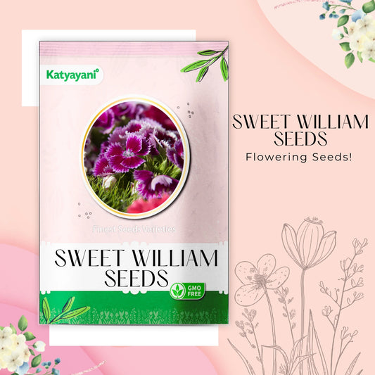 GGV Sweet William mixed Flowering Seeds