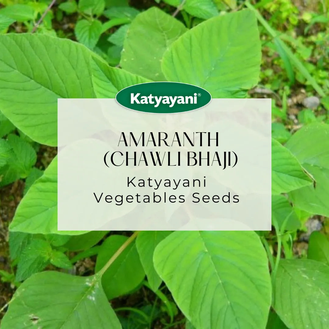 GGV Amaranth (Chawli Bhaji) Vegetable Seeds