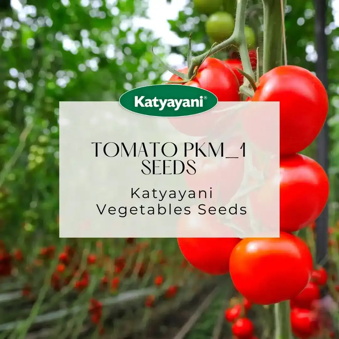 GGV Tomato Pkm-1 Vegetable Seeds
