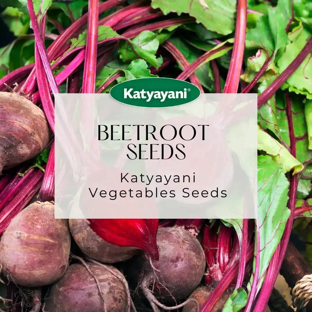 GGV Beetroot Microgreen Seeds