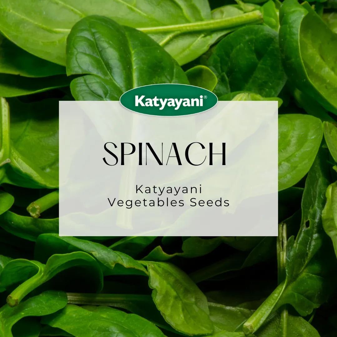 GGV Spinach (Palak) Microgreen Seeds