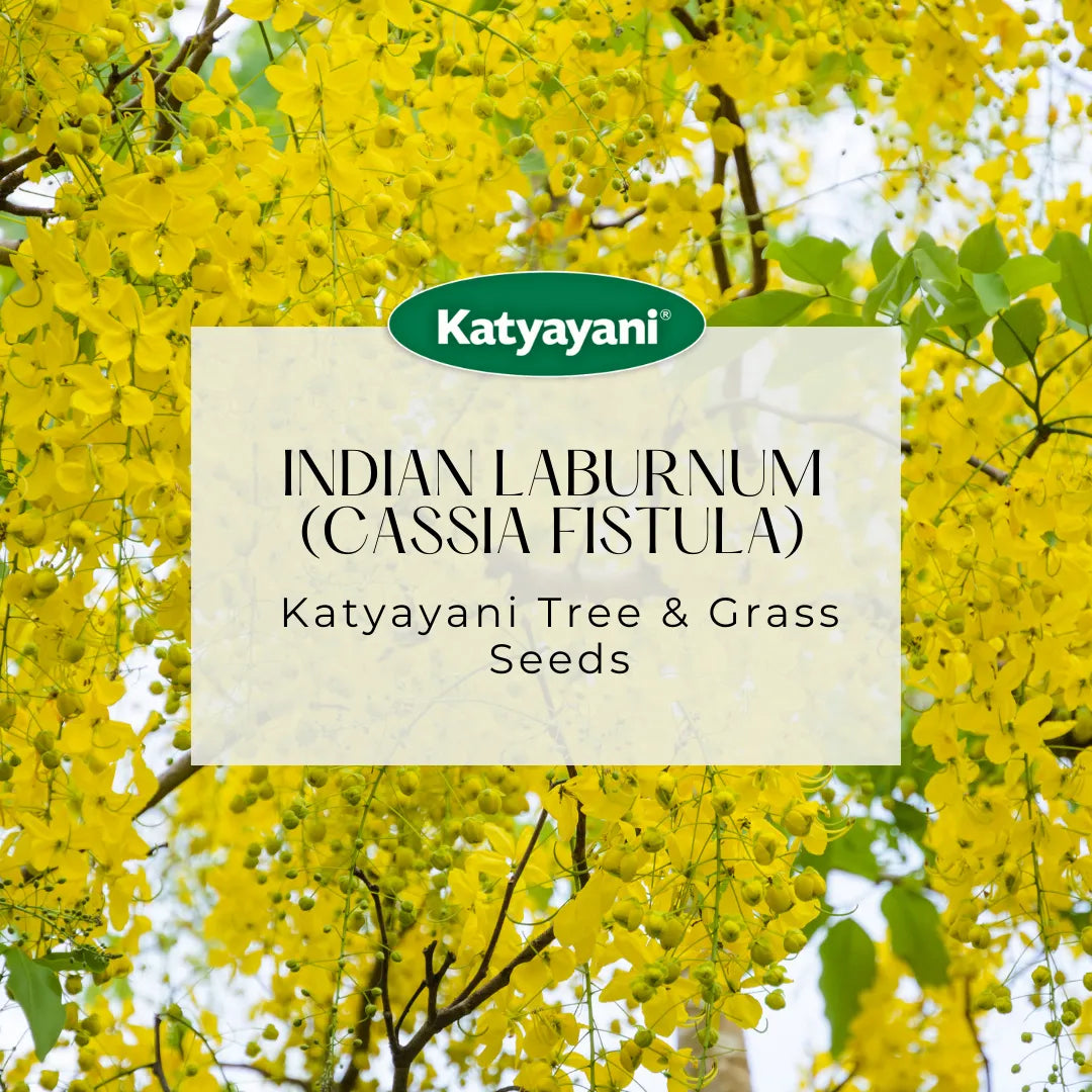 GGV Indian Laburnum (Cassia Fistula) Tree and Grass Seeds