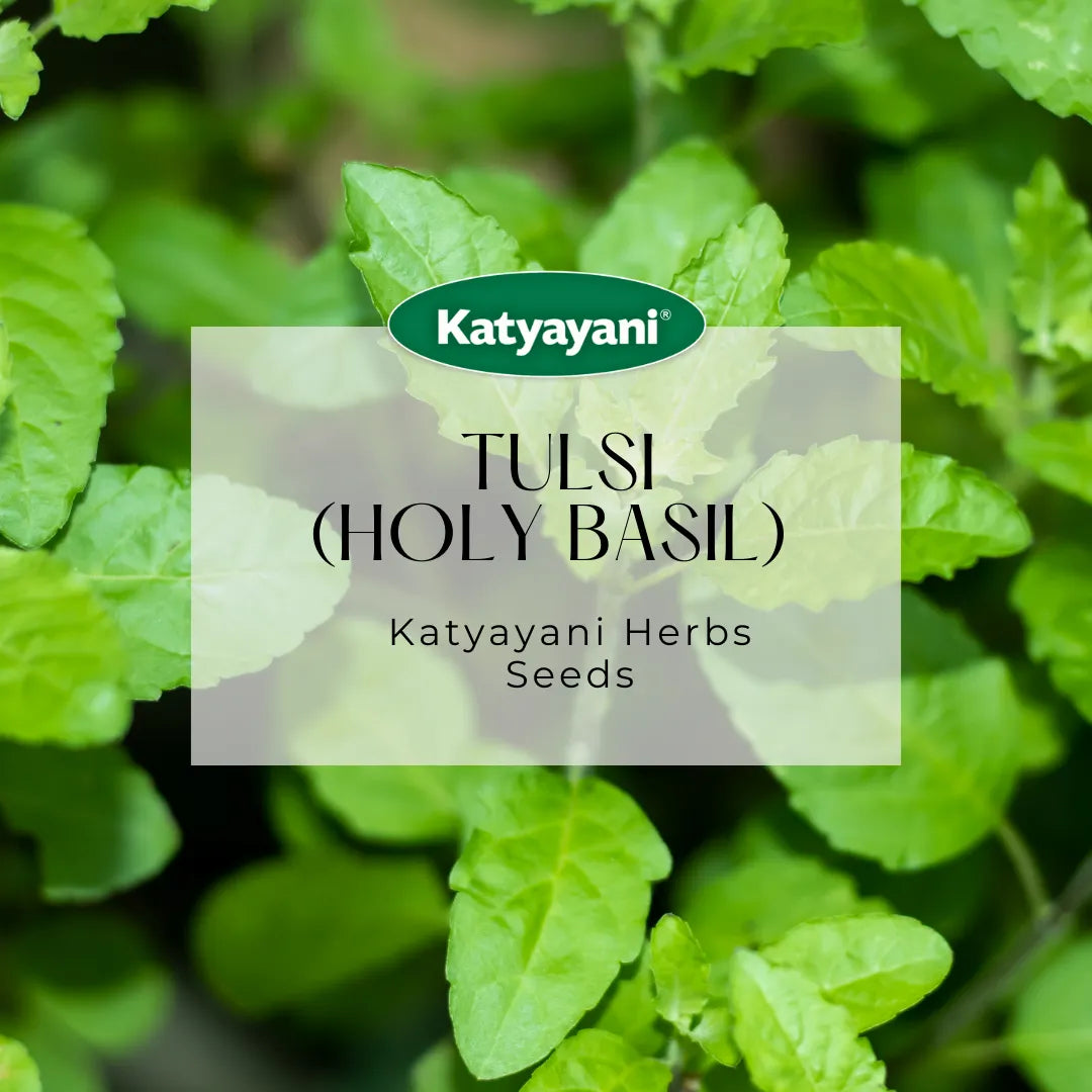 GGV Tulsi (Holy Basil) Herb seeds