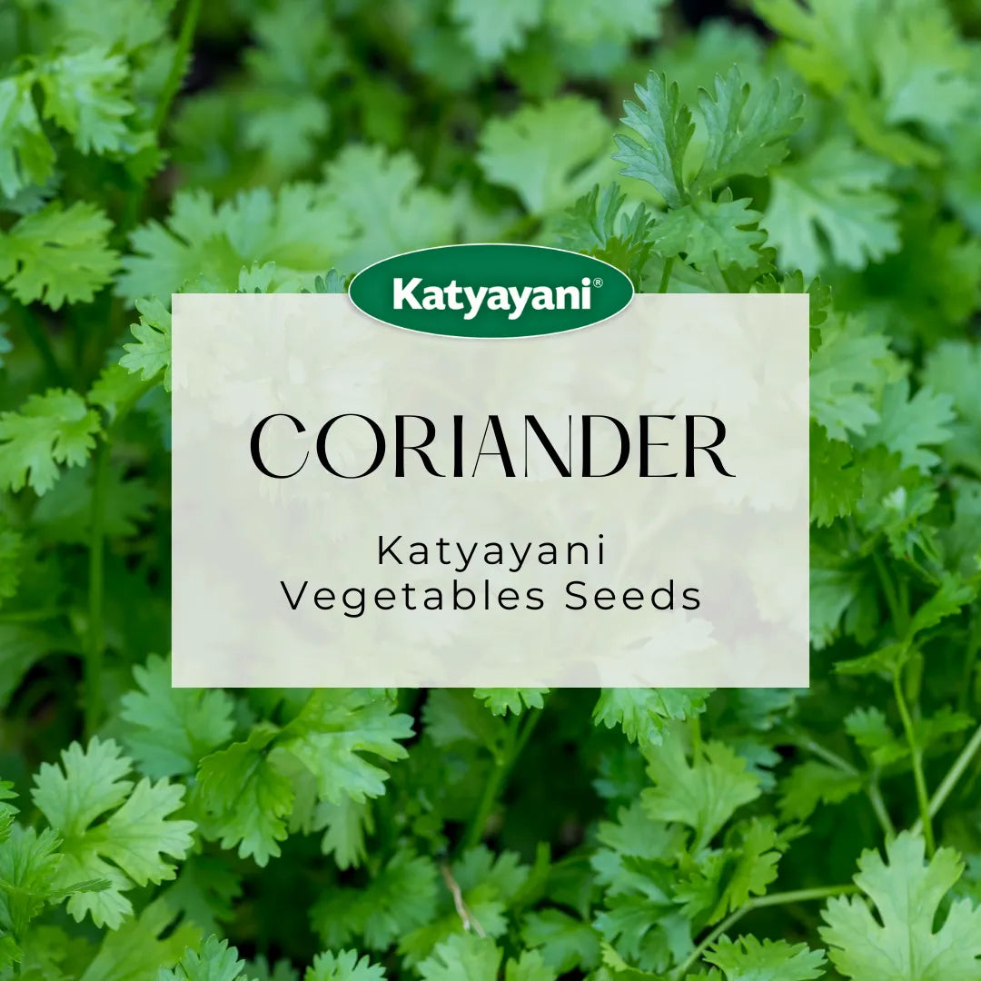 GGV Coriander Vegetable Seeds