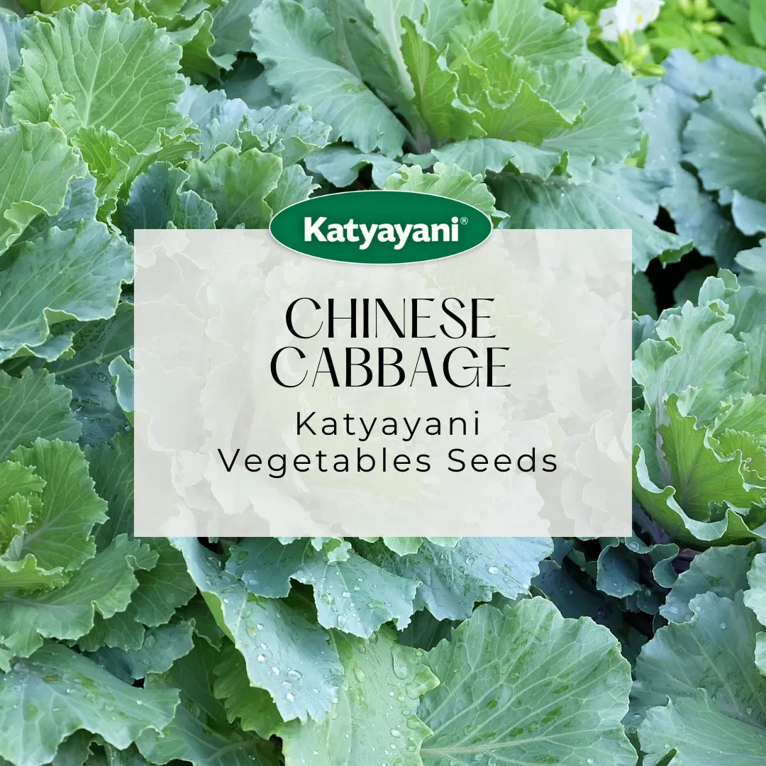 GGV Chinese Cabbage Vegetable Seeds