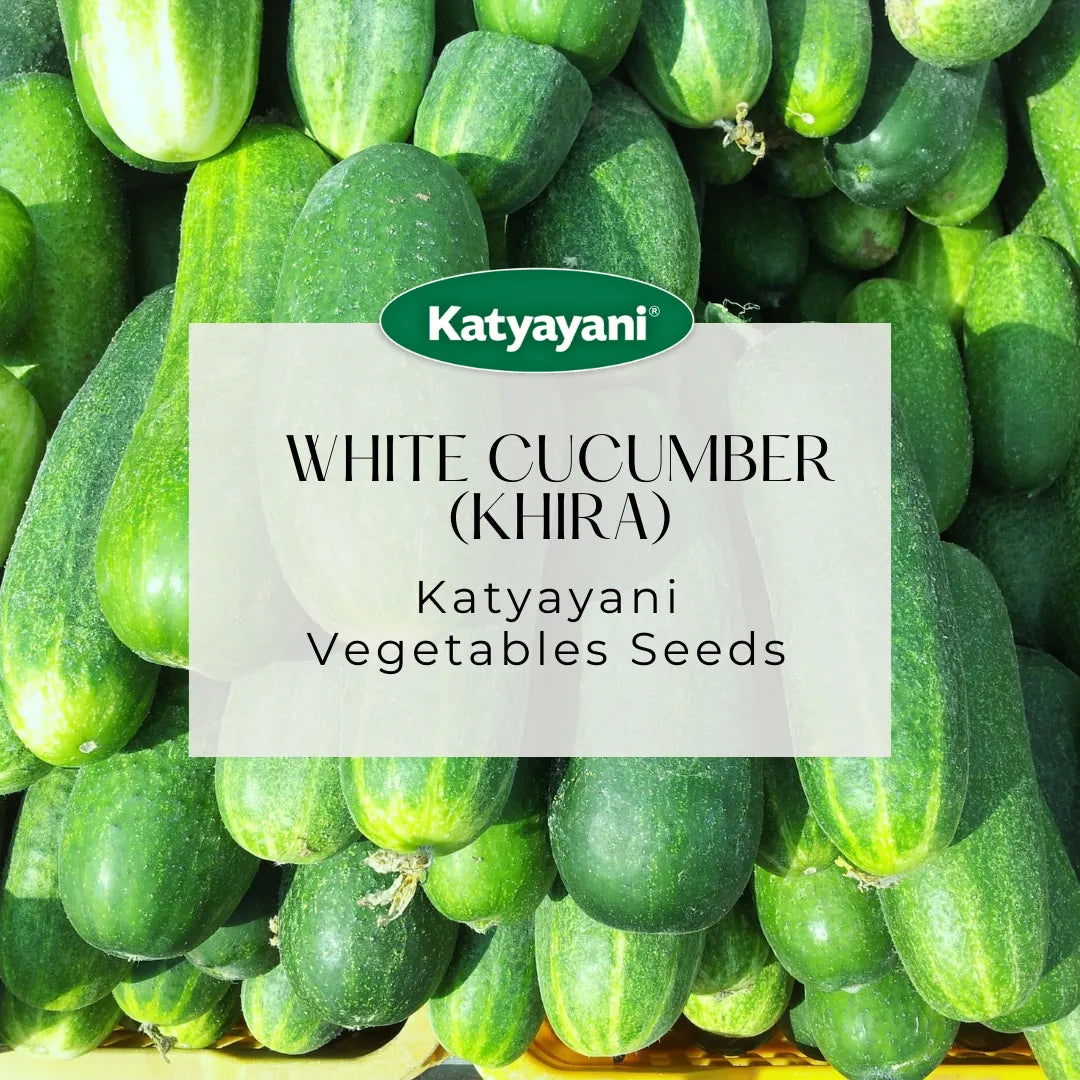 GGV White Cucumber (khira) Vegetable Seeds