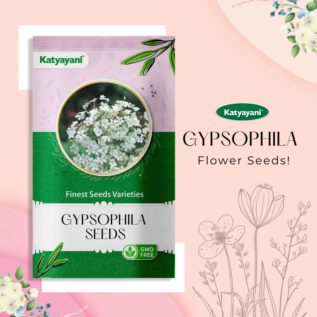 Gypsophila (Baby’s Breath) Flower Seeds – 1000 Seeds | Perfect for UAE Gardens & Floral Decor