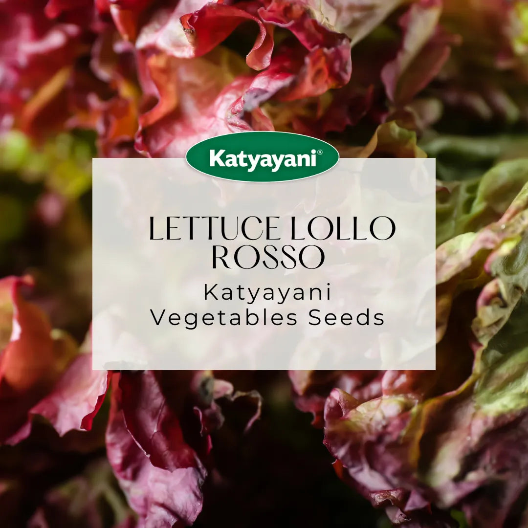 GGV Lettuce Lollo Rosso Vegetable Seeds
