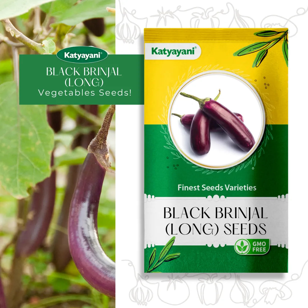 GGV Black Brinjal (long) Vegetable Seeds