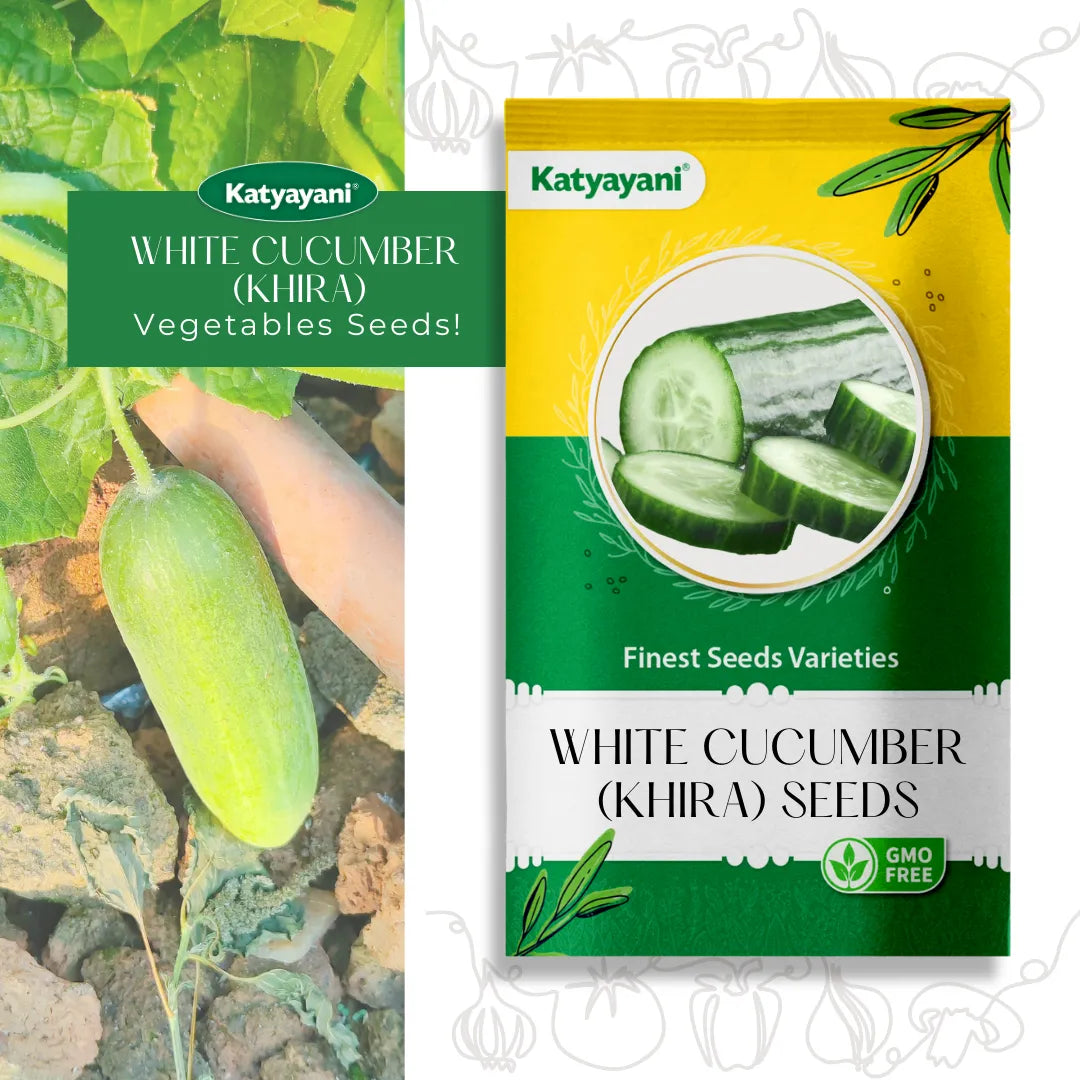 GGV White Cucumber (khira) Vegetable Seeds