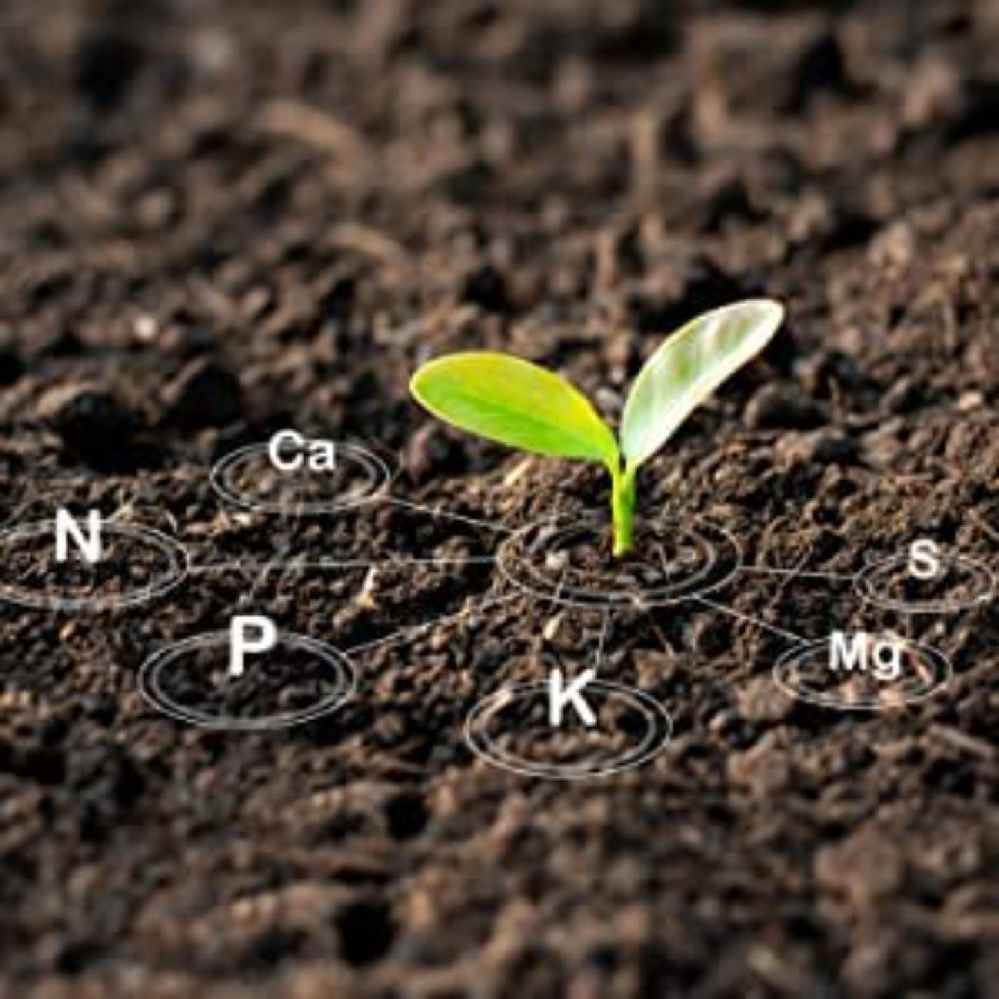 GGV NPK 19 19 19 Plant Food Fertilizer with Booster for Plants & Home Garden