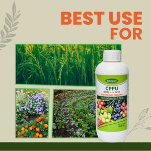 GGV CPPU Triple Yield Pack – Buy 1, Get 2 Free | Forchlorfenuron 0.1% for Bigger & Better Fruits