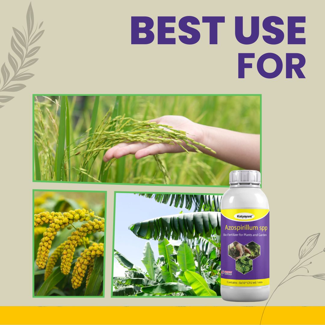 GGV Katyayani Azospirillum Bio Fertilizer