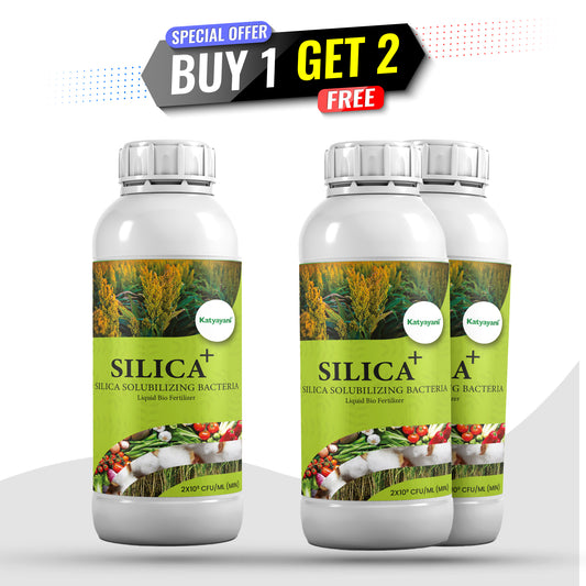 GGV Bacsil Triple Boost – Buy 1, Get 2 Free | Silica Solubilizing Bio Bacteria for Stronger Crops