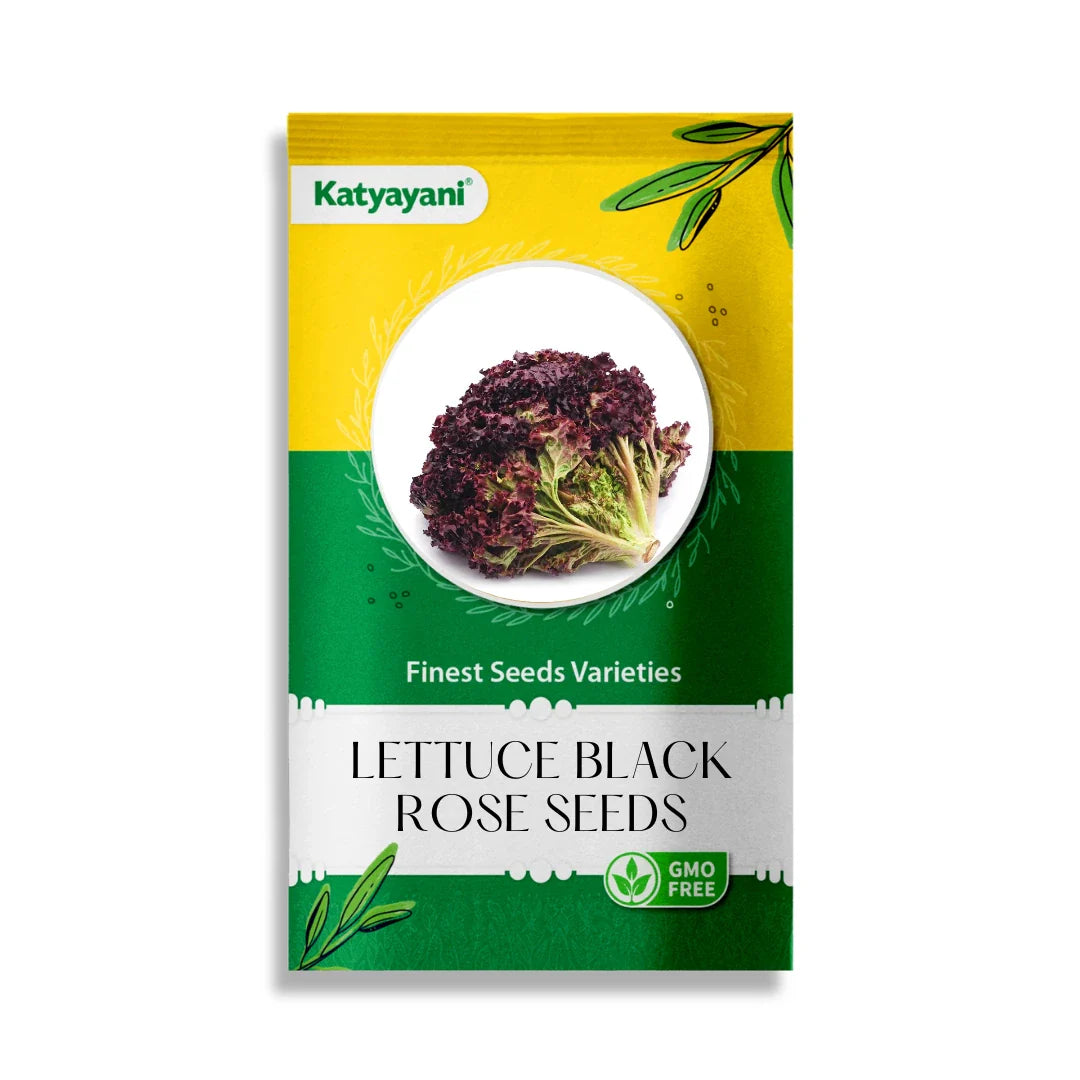 GGV Lettuce Black Rose Vegetable Seeds