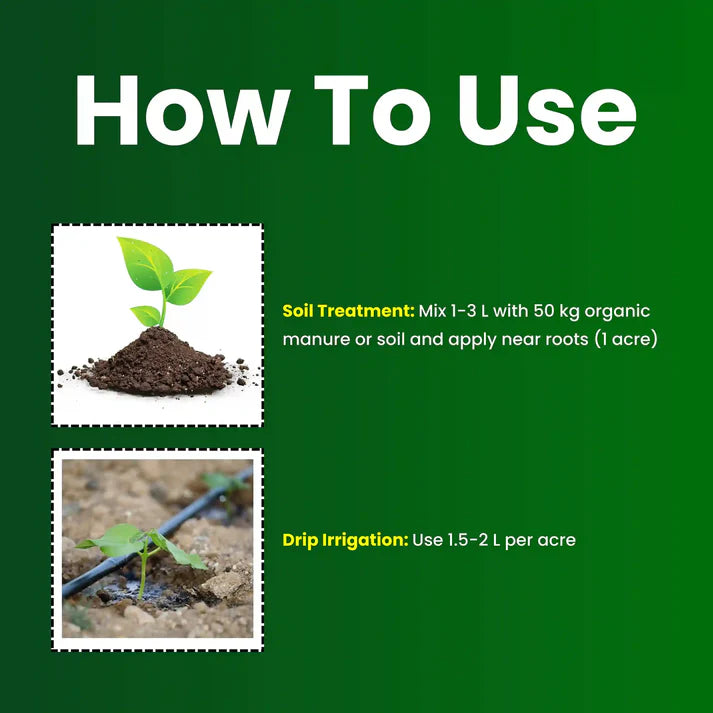GGV Rhizobium spp Biofertilizer Enhancing Soil Fertility and Plant Productivity Naturally