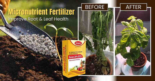 Boron Deficiency in Plants