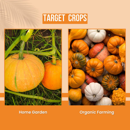 GGV Red Pumpkin Vegetable Seeds