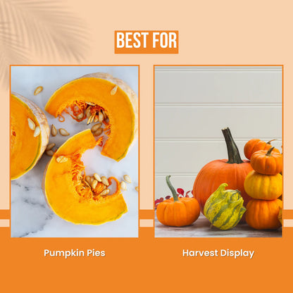 GGV Red Pumpkin Vegetable Seeds