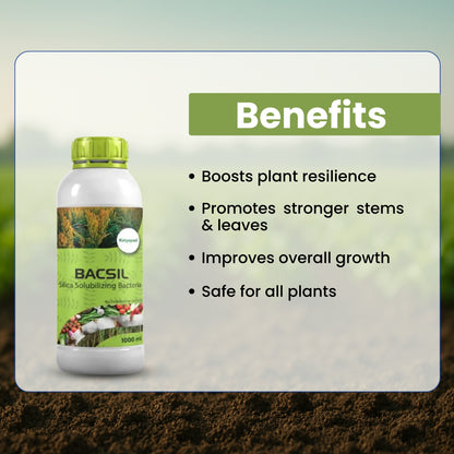 GGV BACSIL - SILICA SOLUBILIZING BACTERIA