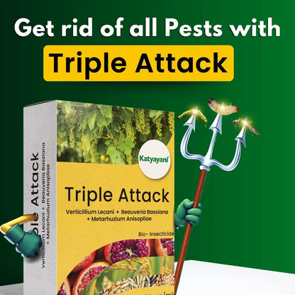 GGV TRIPLE ATTACK POWDER | VERTICILLIUM LECANII + BEAUVERIA BASSIANA + METARHIZIUM ANISOPLIAE | BIO PESTICIDE