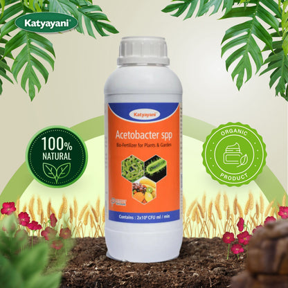 GGV Acetobacter Bio Fertilizer Katyayani Acetobacter – The Natural Nitrogen Provider