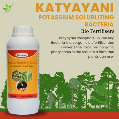 GGV Phosphate Solubilizing Bacteria Bio fertilizer PSB – Natural Phosphorus Power for UAE Farming 🇦🇪