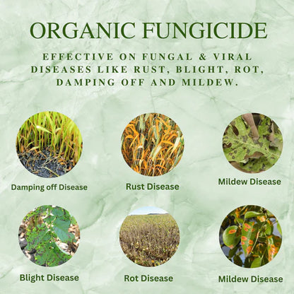 GGV All In 1 Organic Fungicide for Plants – Broad-Spectrum Disease Control | Rust, Blight, Mildew & Rot Solution | UAE Delivery