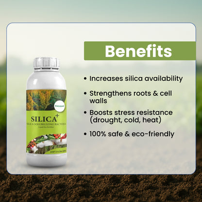 GGV Bacsil Triple Boost – Buy 1, Get 2 Free | Silica Solubilizing Bio Bacteria for Stronger Crops