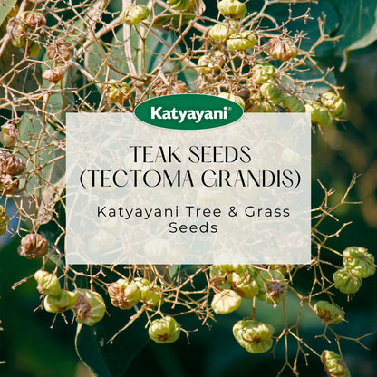 GGV Teak  (Tectoma Grandis) 100 g Tree and Grass seeds