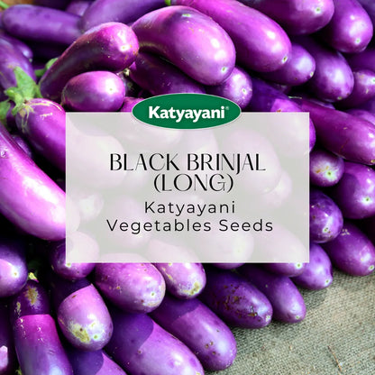 GGV Black Brinjal (long) Vegetable Seeds