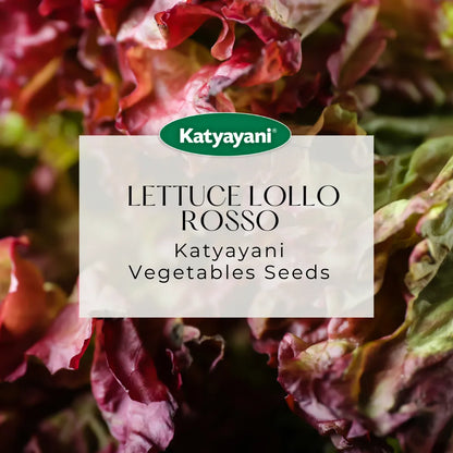 GGV Lettuce Lollo Rosso Vegetable Seeds