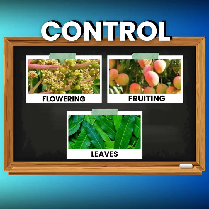 Educational display board with images labeled 'Flowering', 'Fruiting', and 'Leaves' on a blue background.
