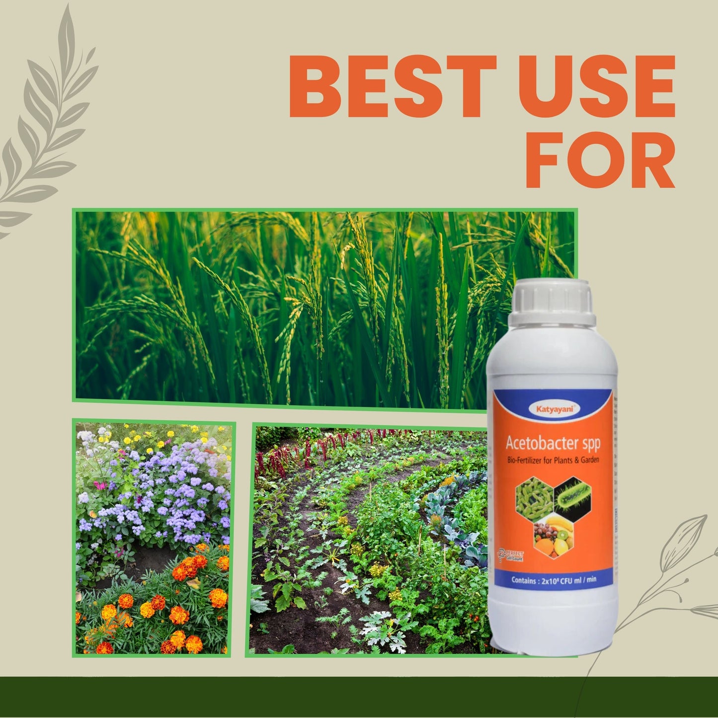 GGV Acetobacter Bio Fertilizer Katyayani Acetobacter – The Natural Nitrogen Provider