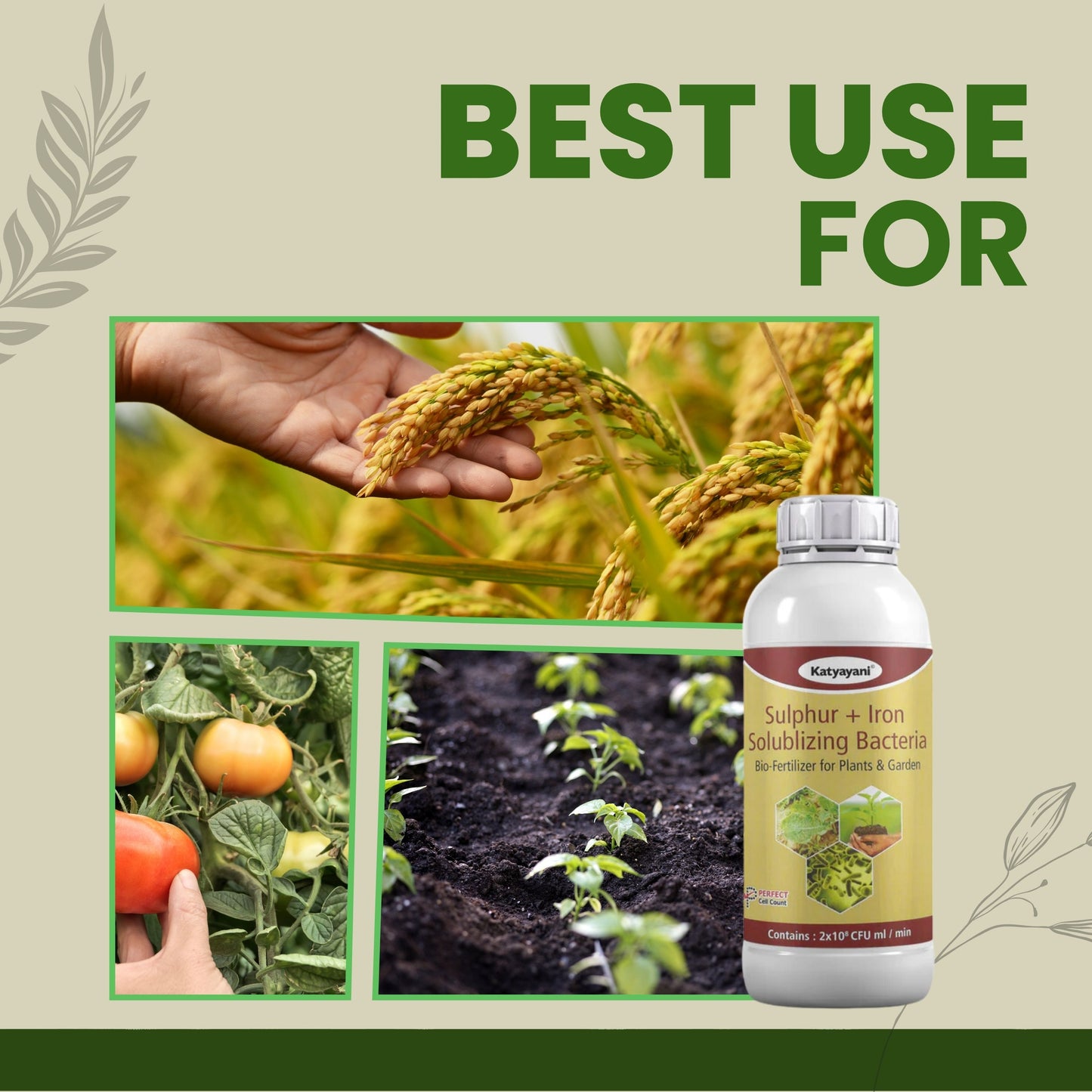GGV Sulphur + Iron Solubilising Bio Fertilizer