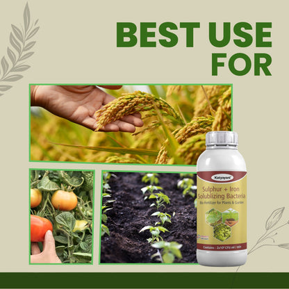 GGV Sulphur + Iron Solubilising Bio Fertilizer