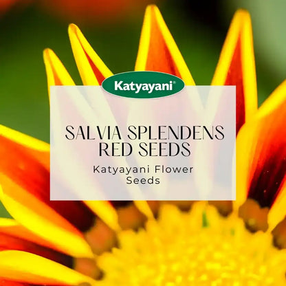 GGV Gazania New Day White Flowering Seeds