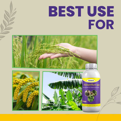 Azospirillum بایو فرٹیلائزر 
