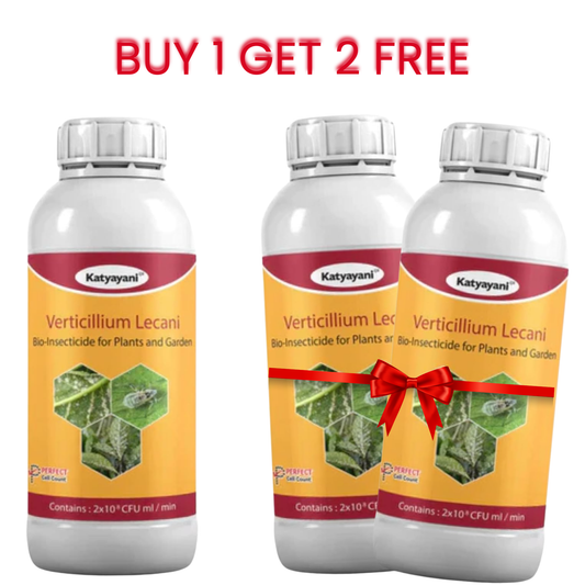 GGV Verticillium lecanii Bio pesticide