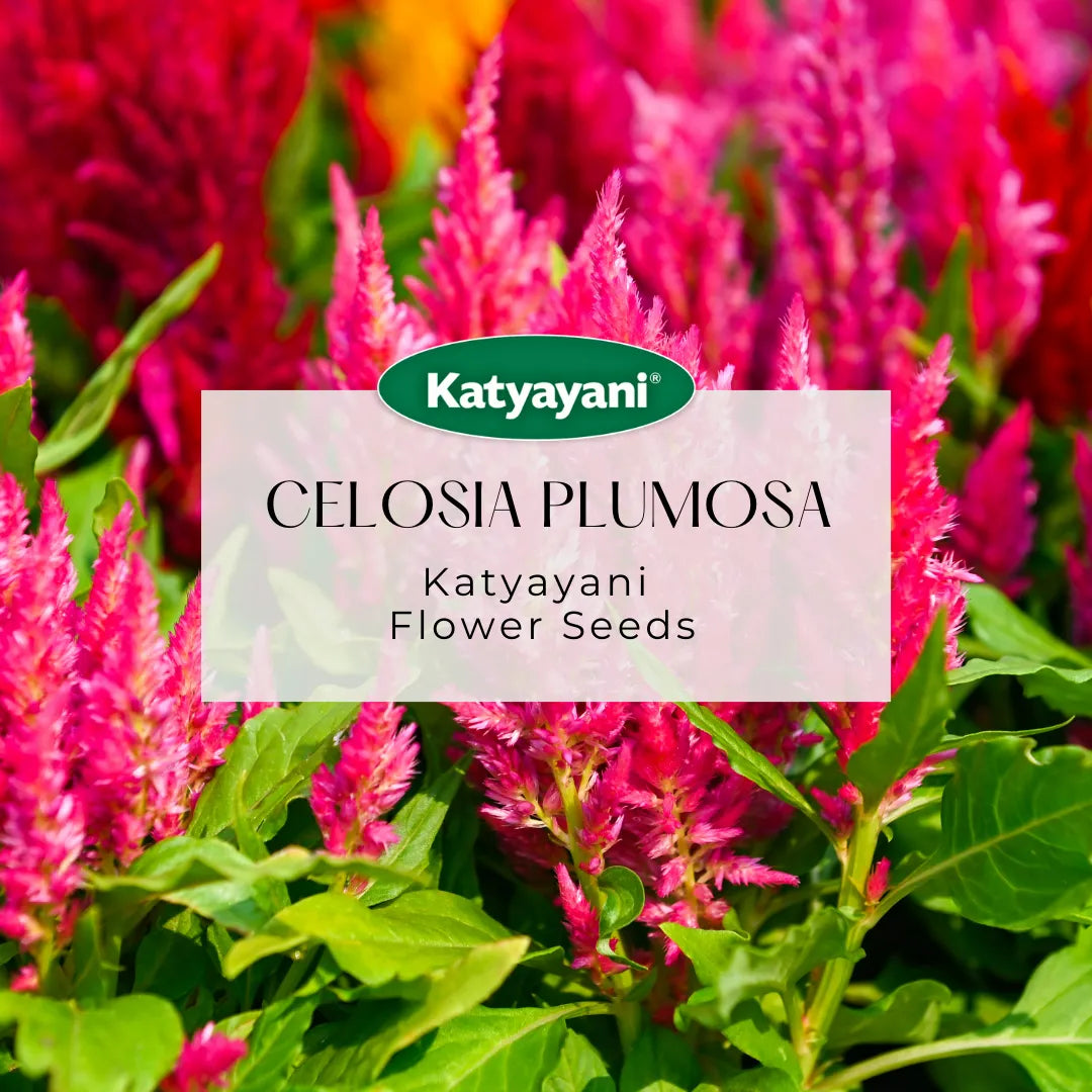 GGV Celosia Plumosa Flowering Seeds