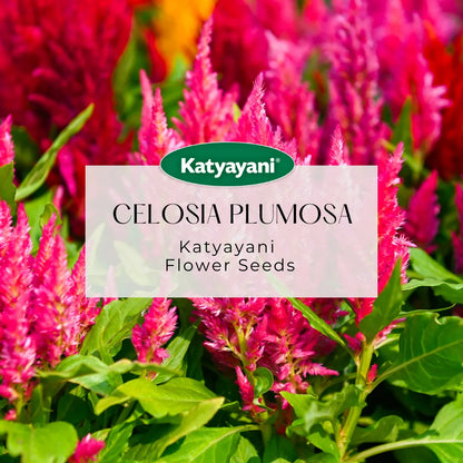 GGV Celosia Plumosa Flowering Seeds