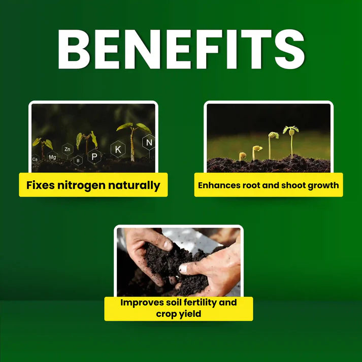 GGV Rhizobium spp Biofertilizer Enhancing Soil Fertility and Plant Productivity Naturally