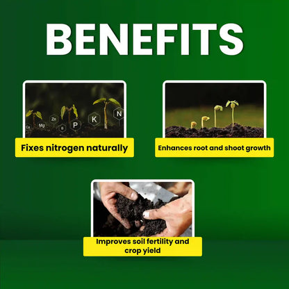 GGV Rhizobium spp Biofertilizer Enhancing Soil Fertility and Plant Productivity Naturally