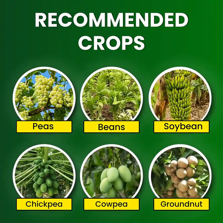 GGV Rhizobium spp Biofertilizer Enhancing Soil Fertility and Plant Productivity Naturally