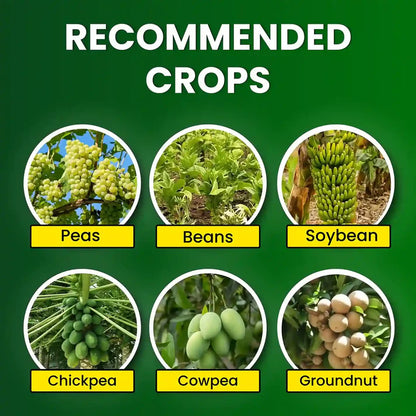 GGV Rhizobium spp Biofertilizer Enhancing Soil Fertility and Plant Productivity Naturally