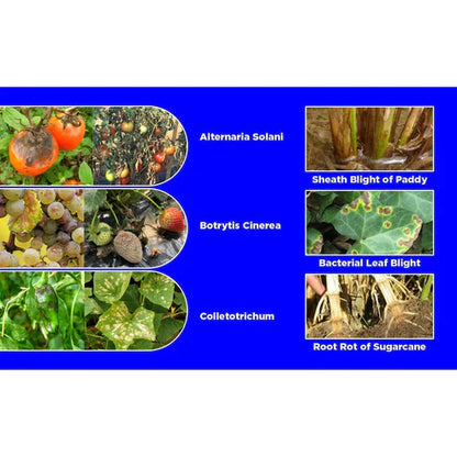 GGV Katyayani Ampelomyces quisqualis Bio-Fungicide – Organic Solution for Powdery Mildew & Fungal Protection